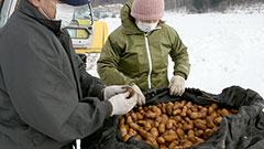 雪の下で甘み熟成　厚沢部の越冬メークイン掘り出し